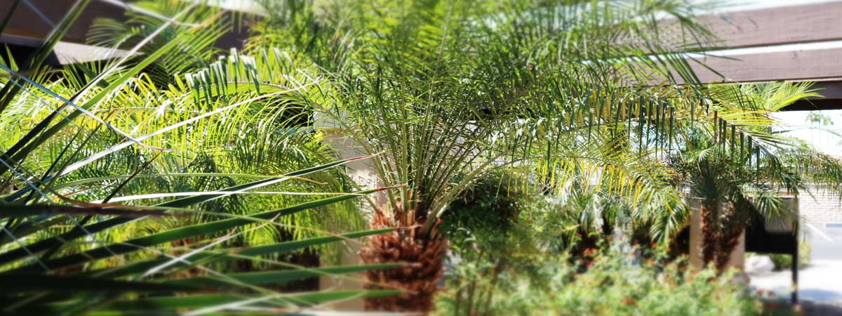 Foliage in courtyard at Sunshine Health Care Center