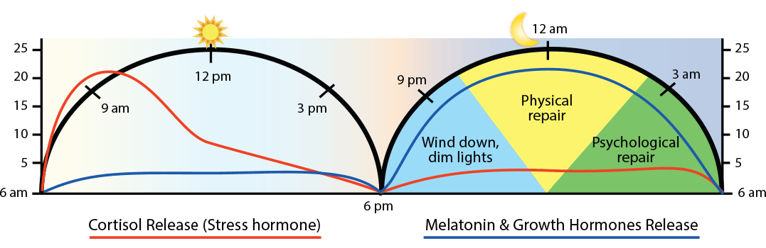 Chart showing cortisol release patterns during the day and melatonin release during sleep